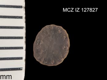 Media type: image;   Invertebrate Zoology 127827 Description: Preserved specimen.;